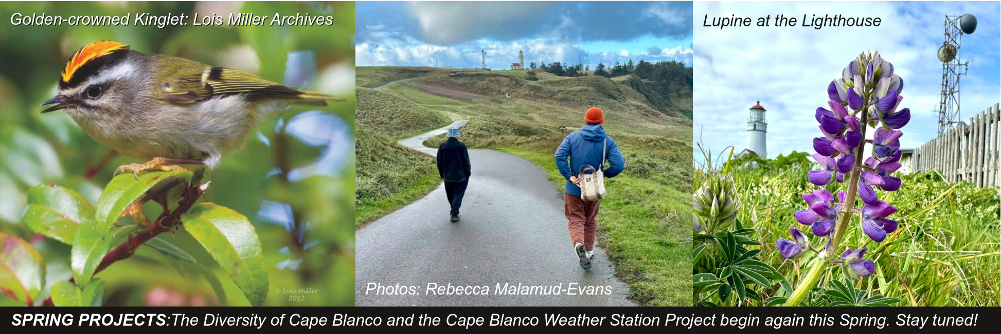 Diversity of Cape Blanco